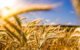 solutii agricultura ecologica