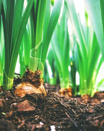 produse ecologice